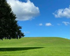 a lone tree stands in the middle of a grassy field under a blue sky with white clouds