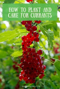 some red berries hanging from a tree with the words how to plant and care for currans