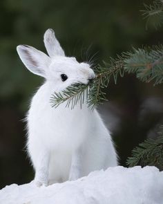 a small white rabbit is standing in the snow and eating some pine needles from its mouth