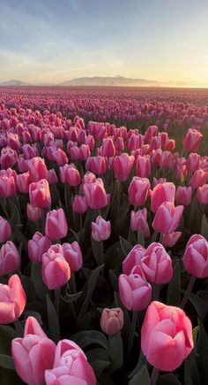 a field full of pink tulips at sunset