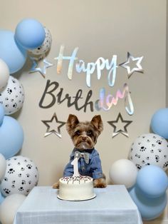 #hbd #happybirhday #happy #birthday #yorkshireterriers #yorkshire #terrier #dog -#dogsofinstagram #selebrate Hbd Cat, Dog Birthday Instagram Story, Dog Birthday Aesthetic, Dog Birthday Picture Ideas, Dog Birthday Post Instagram, Dog Birthday Ideas, Dog Birthday Decorations, Dog Birthday Photoshoot, Dog Birthday Pictures