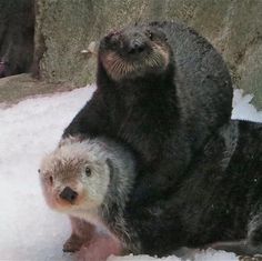 two otters playing in the snow with each other