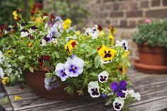 pansies are growing in pots on a wooden table