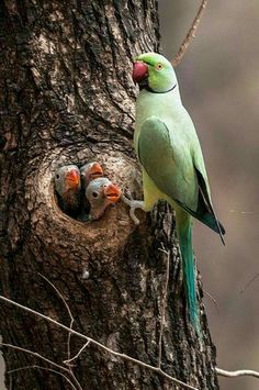 a green bird standing on top of a tree next to two babies in a nest