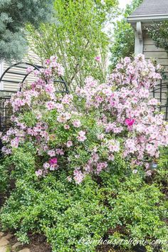 pink flowers are blooming on the shrub in front of a white house with black iron fence