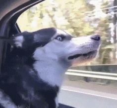 a black and white dog sitting in the passenger seat of a car looking out the window