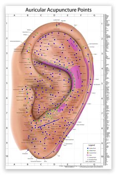 PRICES MAY VARY. NEW AND IMPROVED VERSION 2! With over 270 points and areas painstakingly located and beautifully illustrated on a HUGE 24 x 36 inch (61 x 91 cm) display, this chart is as impressive as it is useful! AMAZING NEW CONTENT - Our original ear chart was fantastic. But to make this new version even better, we added over 25 new points and areas, and improved point location and inflation to give you the most comprehensive, accurate and beautiful auricular chart you can own! LOOKS FANTASIC AND PROFESSIONAL! This beautiful, full-color chart includes over 270 illustrated points and areas in high-quality detail. Carefully researched and painstakingly illustrated, this chart is an excellent clinical tool for patient education, diagnostic information and treatment point location. EXTREME Acupuncture Charts, Acupuncture Points Chart, Ear Reflexology, Ear Acupuncture, Ear Seeds, Acupuncture Needles, Patient Education, Acupuncture Points, Acupressure Points