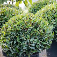 several potted plants with green leaves on them