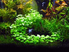 an aquarium filled with lots of green plants