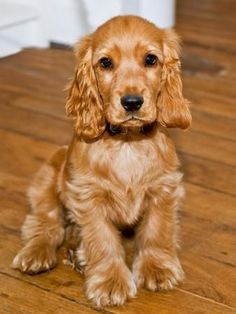 a small brown dog sitting on top of a wooden floor