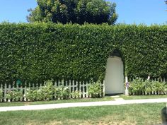 there is a white door in between two hedges