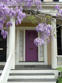 purple door and steps in front of a house with wistery trees on the porch