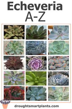 different types of succulents with the words, how to grow echeveria a - z