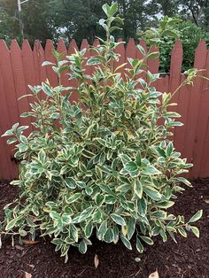 a bush with green leaves in front of a wooden fence and brown mulchs