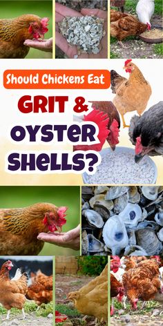 chickens eat grit and oyster shells on the ground with text overlay that says should you feed them?