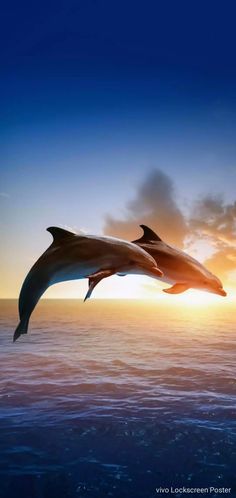 two dolphins are jumping in the air over the ocean as the sun sets behind them