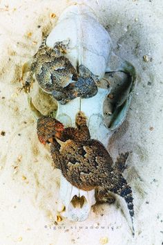 two birds are sitting on the remains of a dead bird's head in the sand