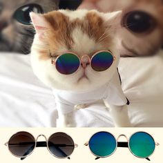 a cat wearing sunglasses on top of a bed next to two pictures of the same cat