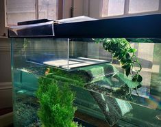 an aquarium with plants and rocks in it