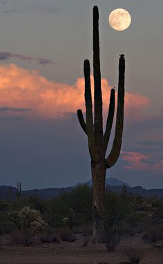 the full moon is setting behind a large saguado cactus in the foreground