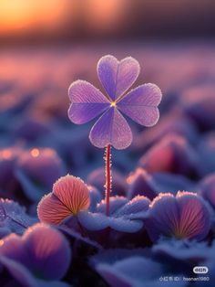 a small purple flower sitting on top of snow covered ground with the sun setting in the background