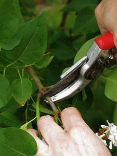 a person cutting leaves with scissors on a branch in front of some green leaves and white flowers