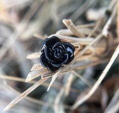 a black rose sitting on top of a dry grass field