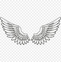 two wings with black and white lines on the bottom, one is facing each other