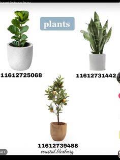 three potted plants are shown in different sizes and shapes, with the names below them