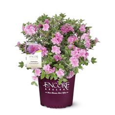 pink flowers in a purple pot with an encure label on the top and bottom