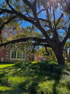 a large tree in front of a building on a sunny day with sun shining through the branches