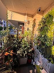 there are many potted plants on the balcony