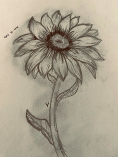 a pencil drawing of a sunflower on paper