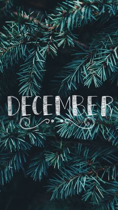 the word december written in white on top of a pine tree with green needles and branches