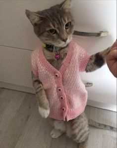 a cat in a pink sweater is standing on its hind legs and pawing at the camera