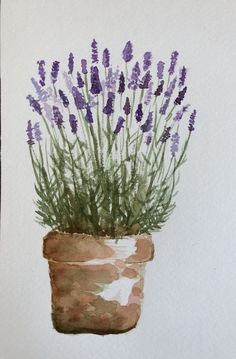 a watercolor painting of lavender flowers in a clay pot on a white wall background