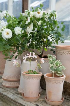 white flowers are in clay pots on a window sill