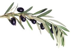 an olive branch with green leaves and black olives