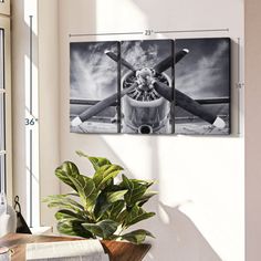 three black and white photos hanging on the wall next to a potted plant in front of a window