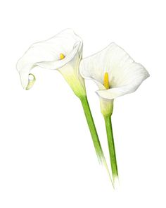 two white flowers with green stems on a white background