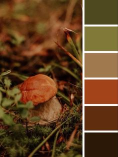 a mushroom sitting in the grass with color swatches