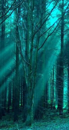 sunlight shining through the trees in a forest