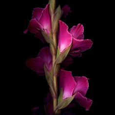 a pink flower with green stems on a black background