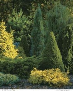 some very pretty trees and bushes by the water