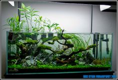 an aquarium with plants and rocks in it