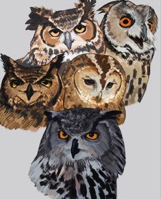 an image of four owls with different colors on their heads and eyes, all looking at the same direction