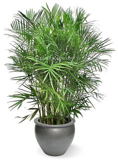 a potted plant is shown on a white background