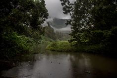 a small river surrounded by lush green trees