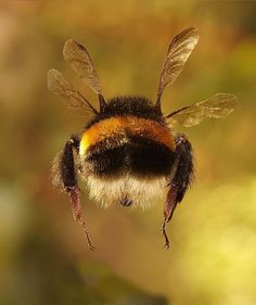 a close up of a bee flying in the air with it's eyes closed