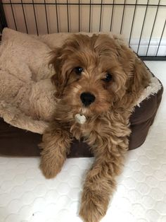 a small brown dog laying on top of a bed